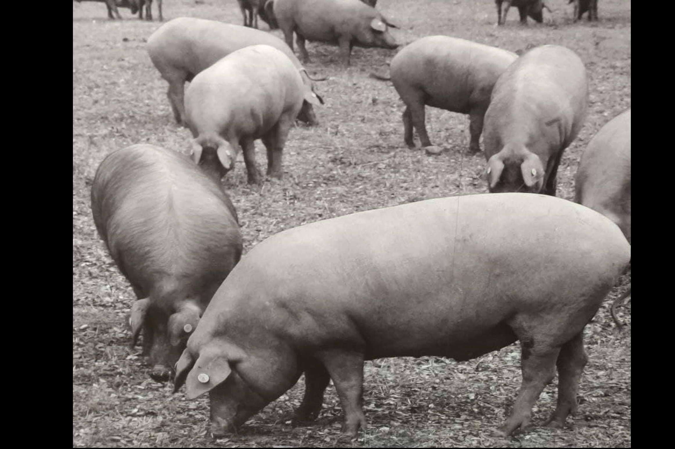 La Abadía Ibéricos, la firma de expertos en jamón ibérico de calidad