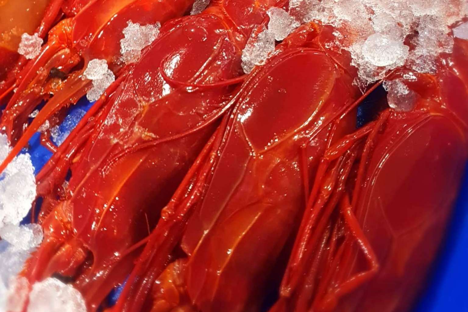 Hacer las compras de mariscos y pescados para la Navidad en comprarpescadoonline.es