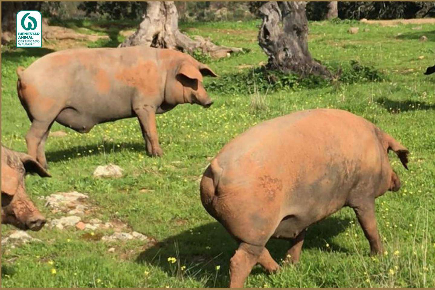 Ovipor S.C.A. es la cooperativa onubense que lleva 40 años dedicándose a la producción ganadera y comercialización de productos ibéricos