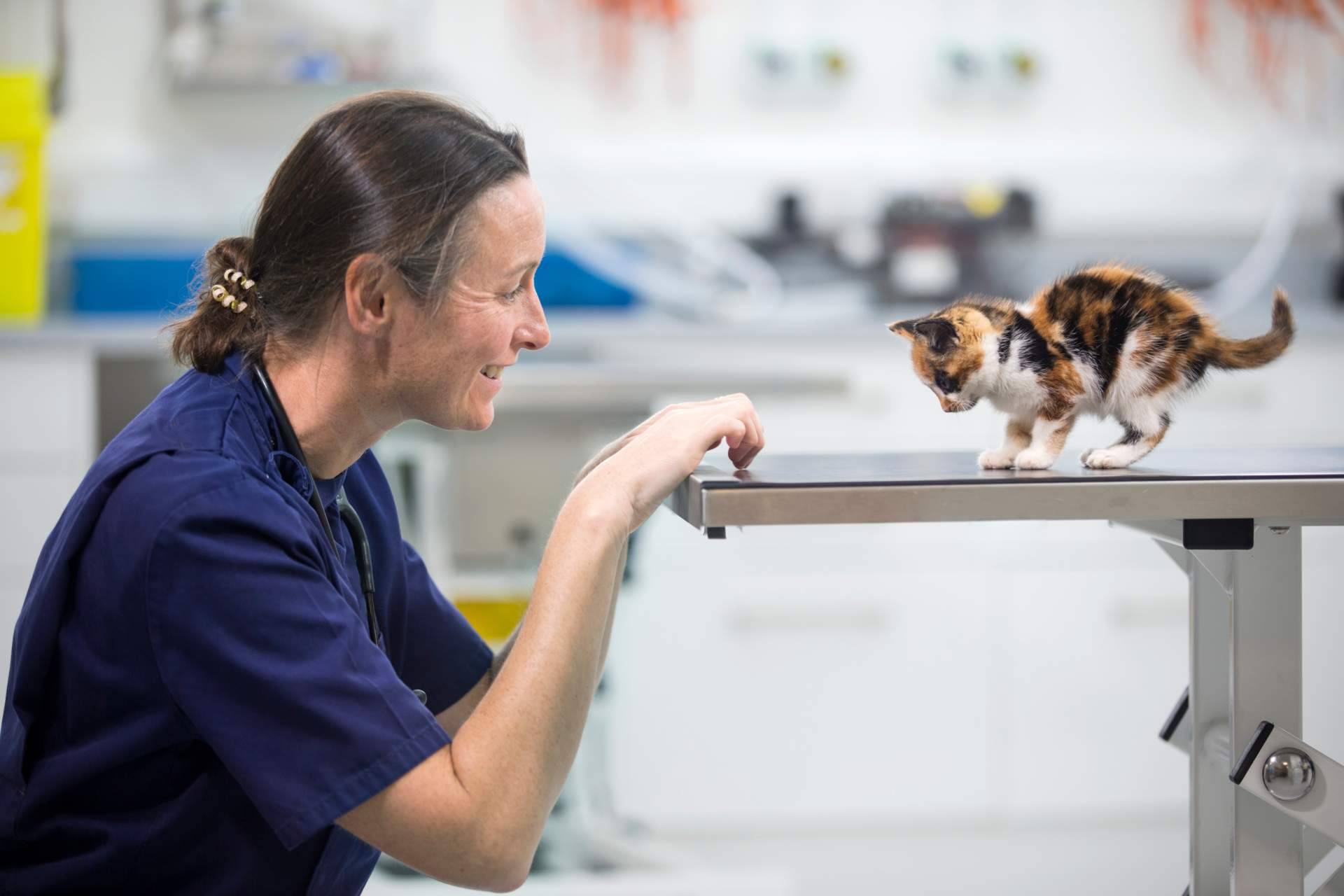 El seguro veterinario mejor valorado del mercado en Trustpilot es el ofrecido por Miwuki