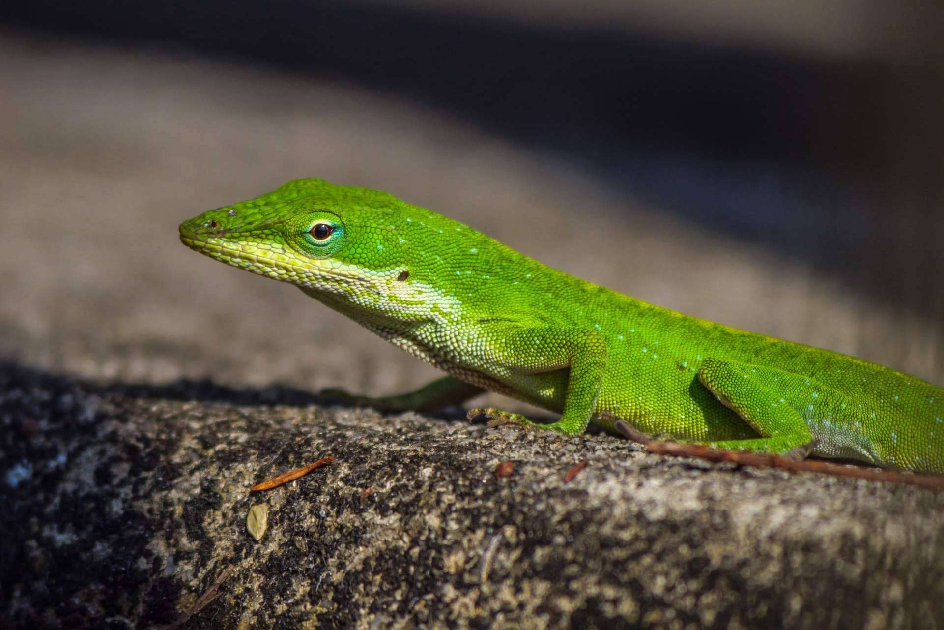 Adoptar un reptil como mascota, ¿es fácil tener un terrario en casa?