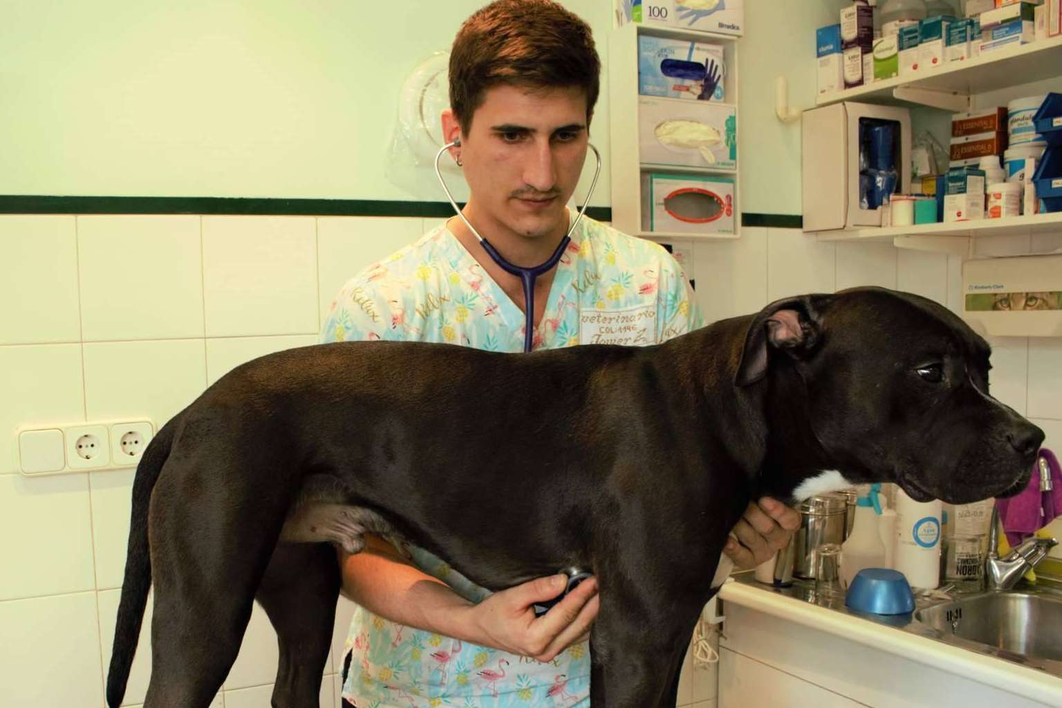 Zalavet es una clínica veterinaria en Burlada, con un amplio catálogo de productos disponibles en su tienda de mascotas online