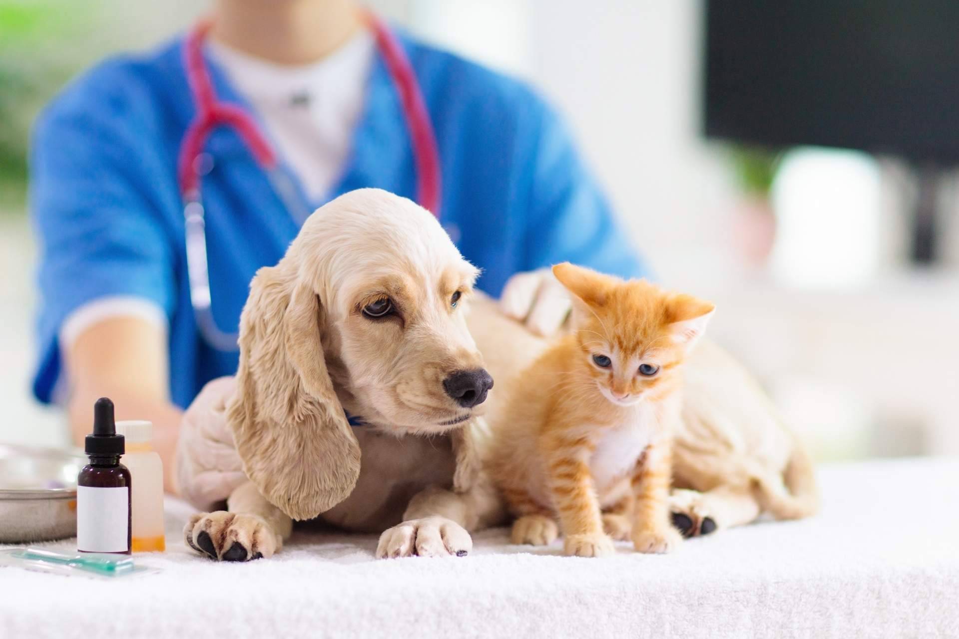 1 Click Vet y la importancia de tener un veterinario de urgencias de confianza 24h y a domicilio