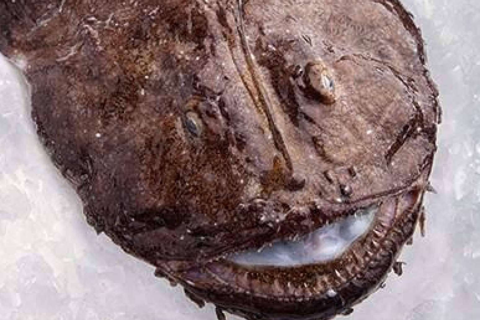 Comprarpescadoonline.es permite adquirir pescados, vinos, mariscos y moluscos