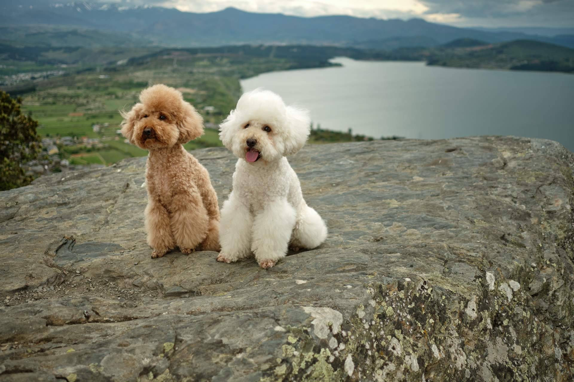 Toda la información acerca los caniche toy en Micaniche.com