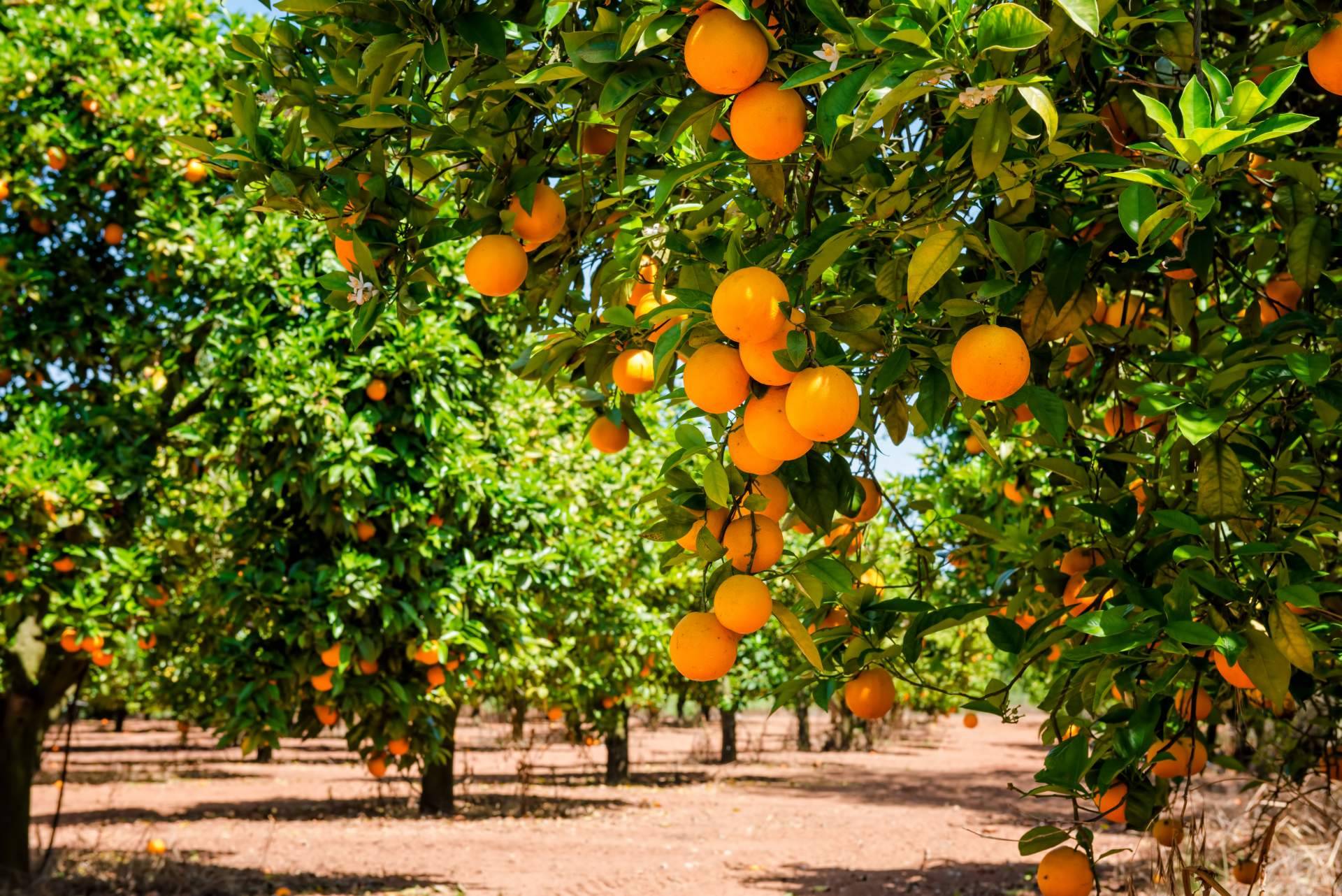 Comprar naranjas directamente al agricultor, en la Finca El Carraixet