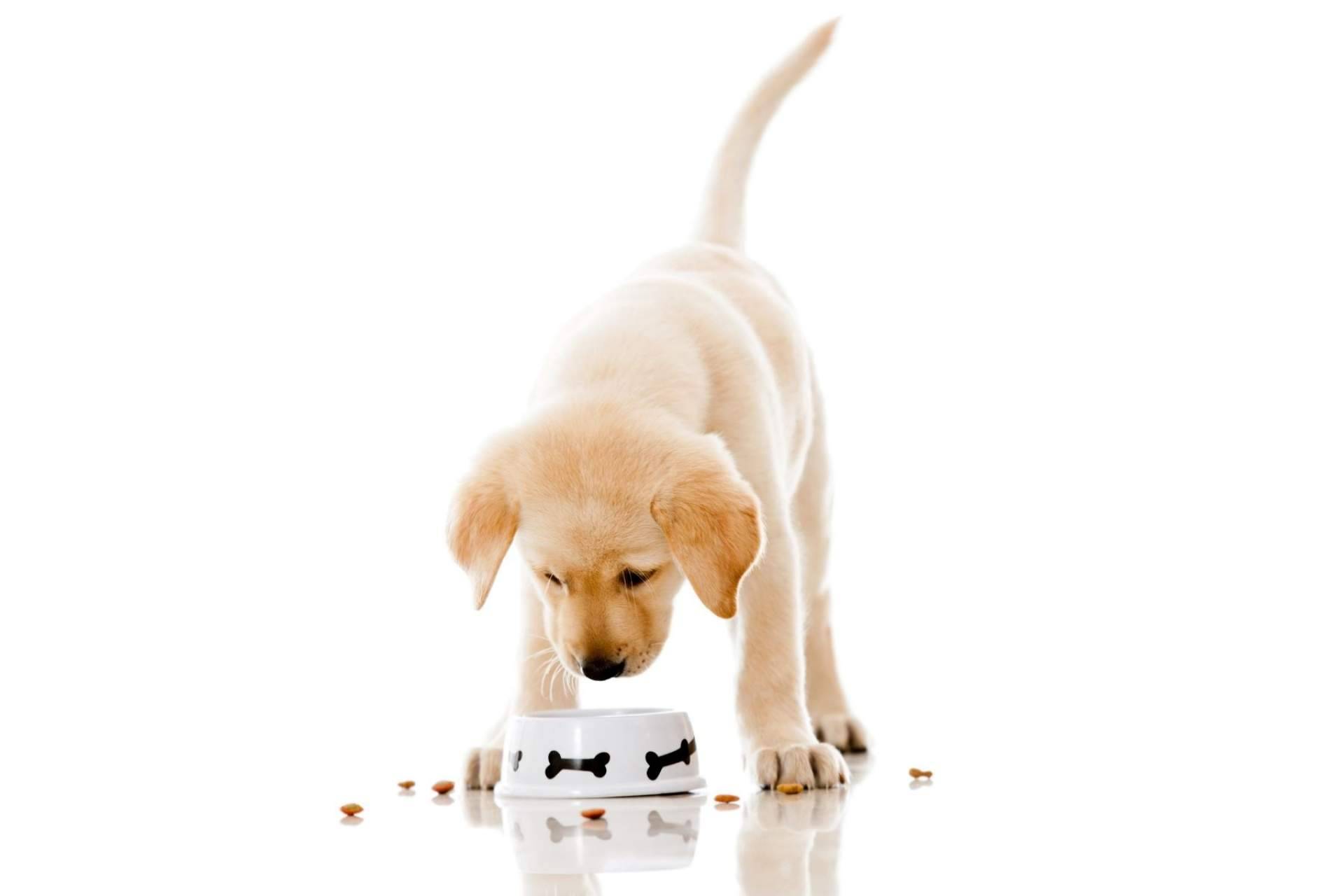 La importancia de cuidar la alimentación de las mascotas, por Zalavet