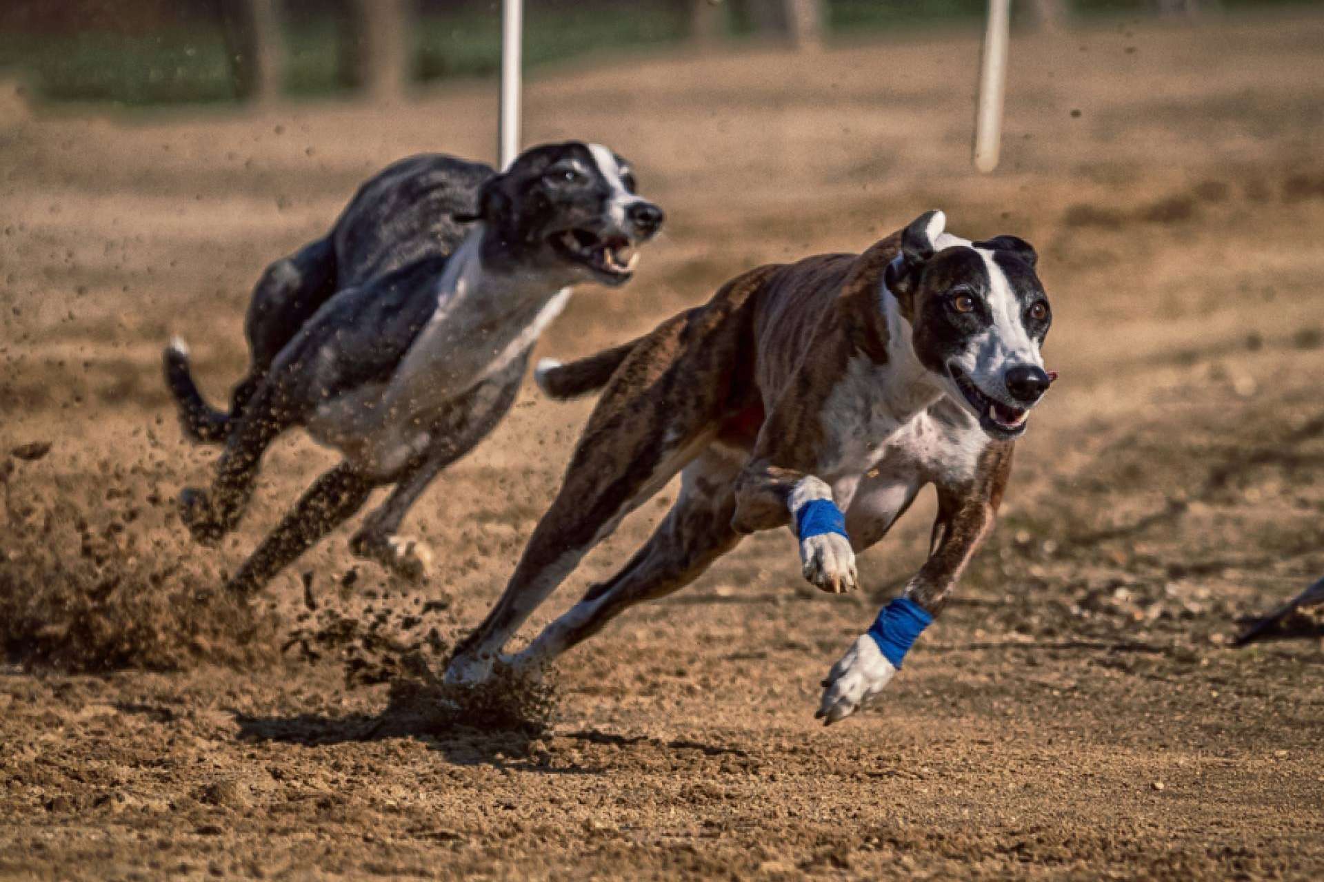 ¿Cómo ayudan a las mascotas los complementos alimenticios para perros? ​ ​