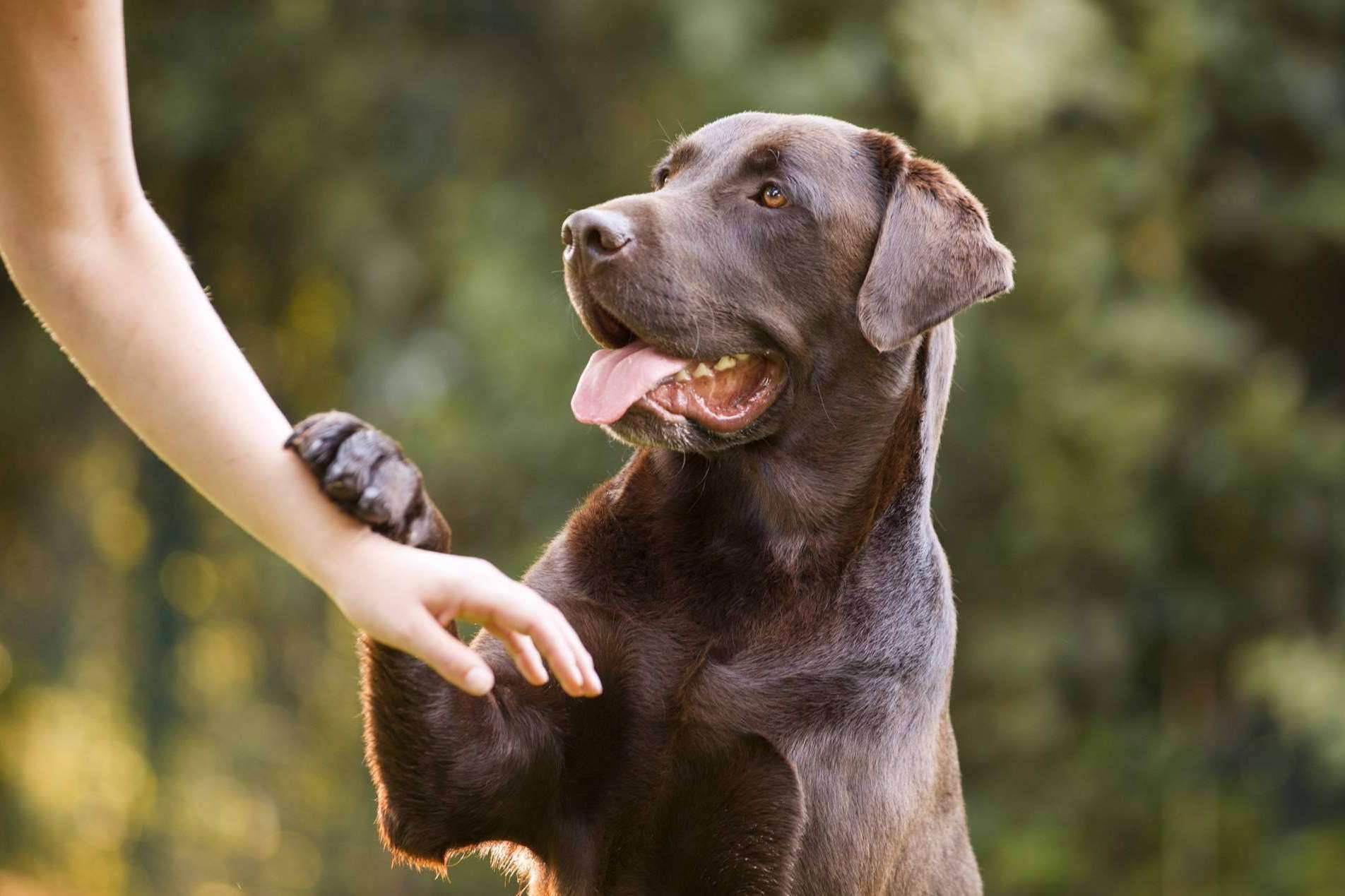 Un producto especial para las articulaciones de perros, Mooiza flex