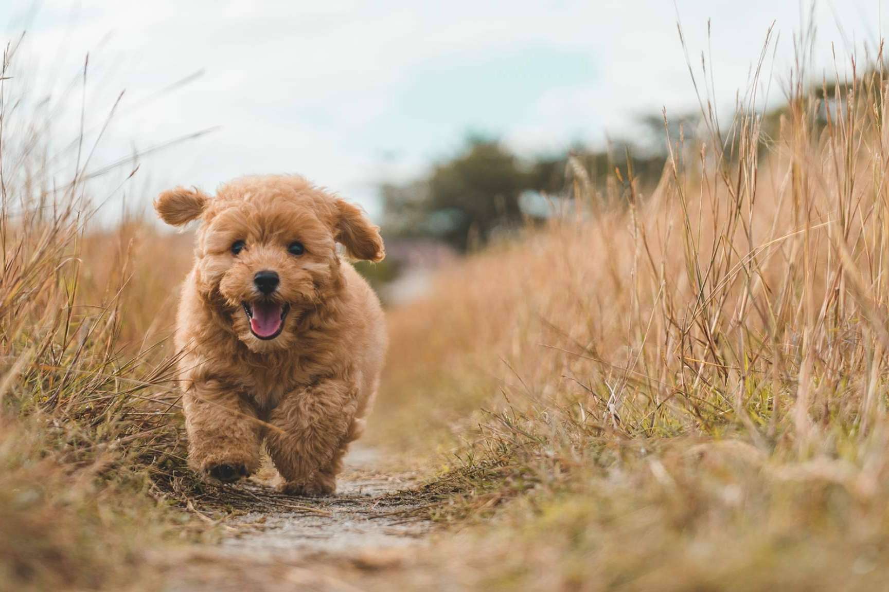 Suplementos naturales, el aliado para el buen cuidado de la salud canina