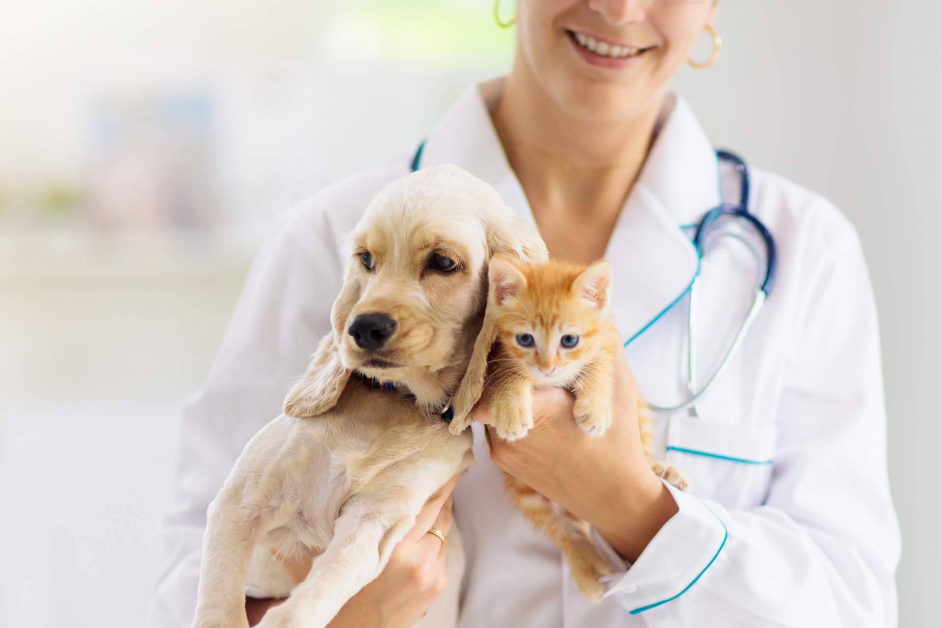 Profesionales veterinarios contrastados, por 1 Click Vet