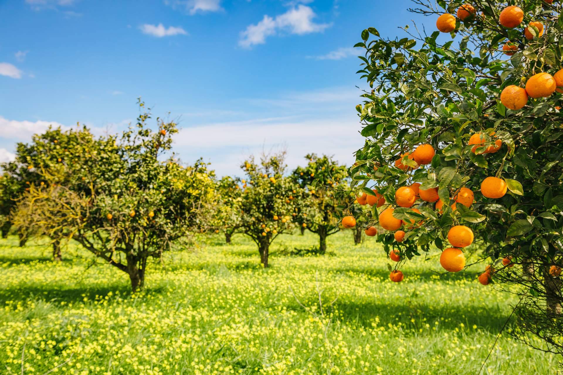 Comprar naranjas de mesa al mejor precio en la tienda online de Finca El Carraixet