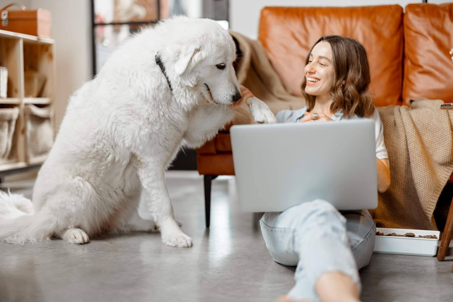 ¿Qué beneficios aporta el leer diariamente el blog de 1 Click Vet?