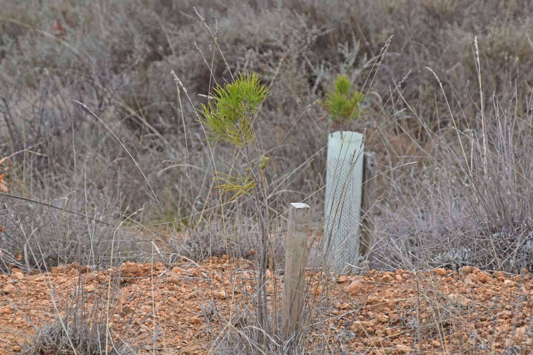 La campaña que une sostenibilidad y solidaridad, '1 árbol por Ucrania',