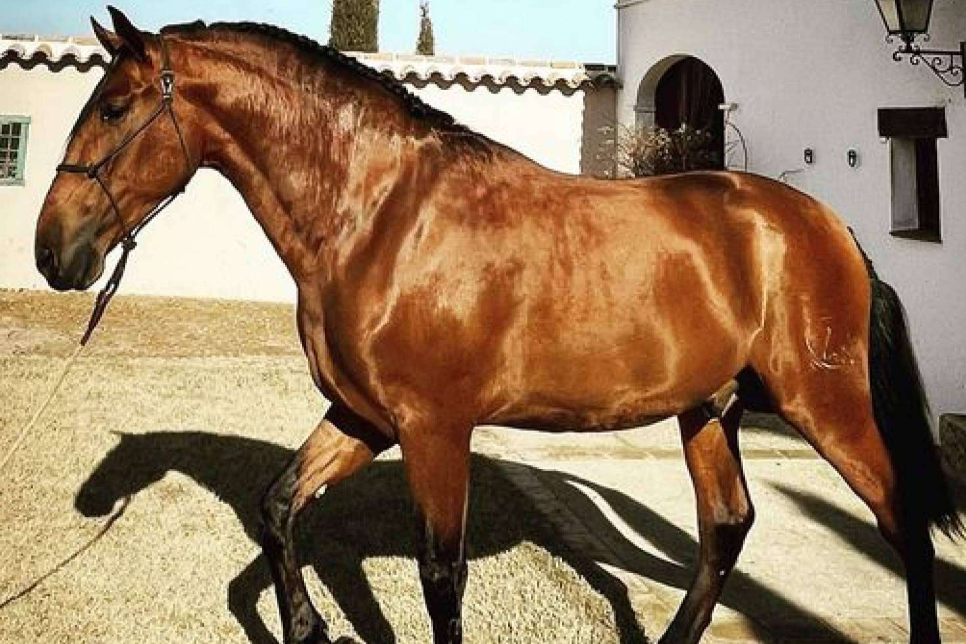 La empresa Yeguada La Pajarita se encarga de la venta de caballos en Albacete