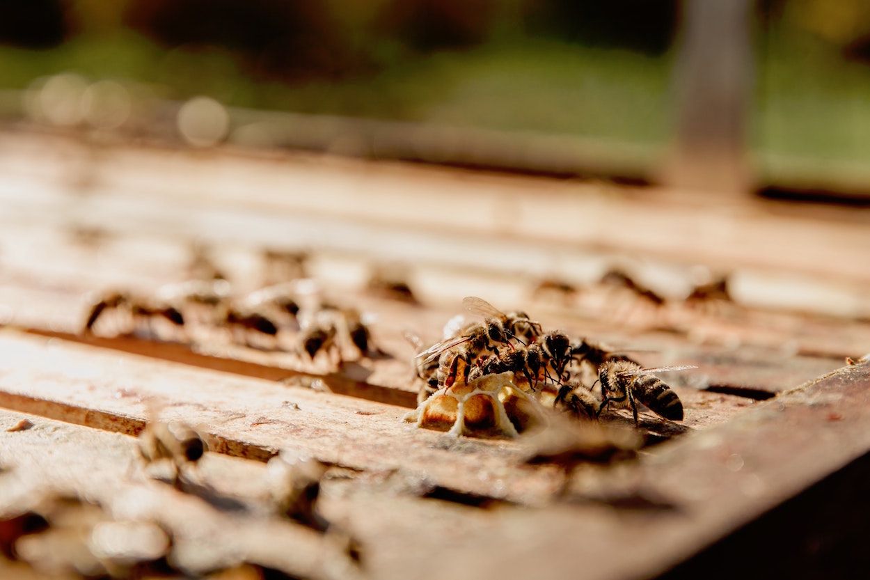 BIBLION IBÉRICA ayuda a proteger casas y espacios públicos de las plagas de primavera