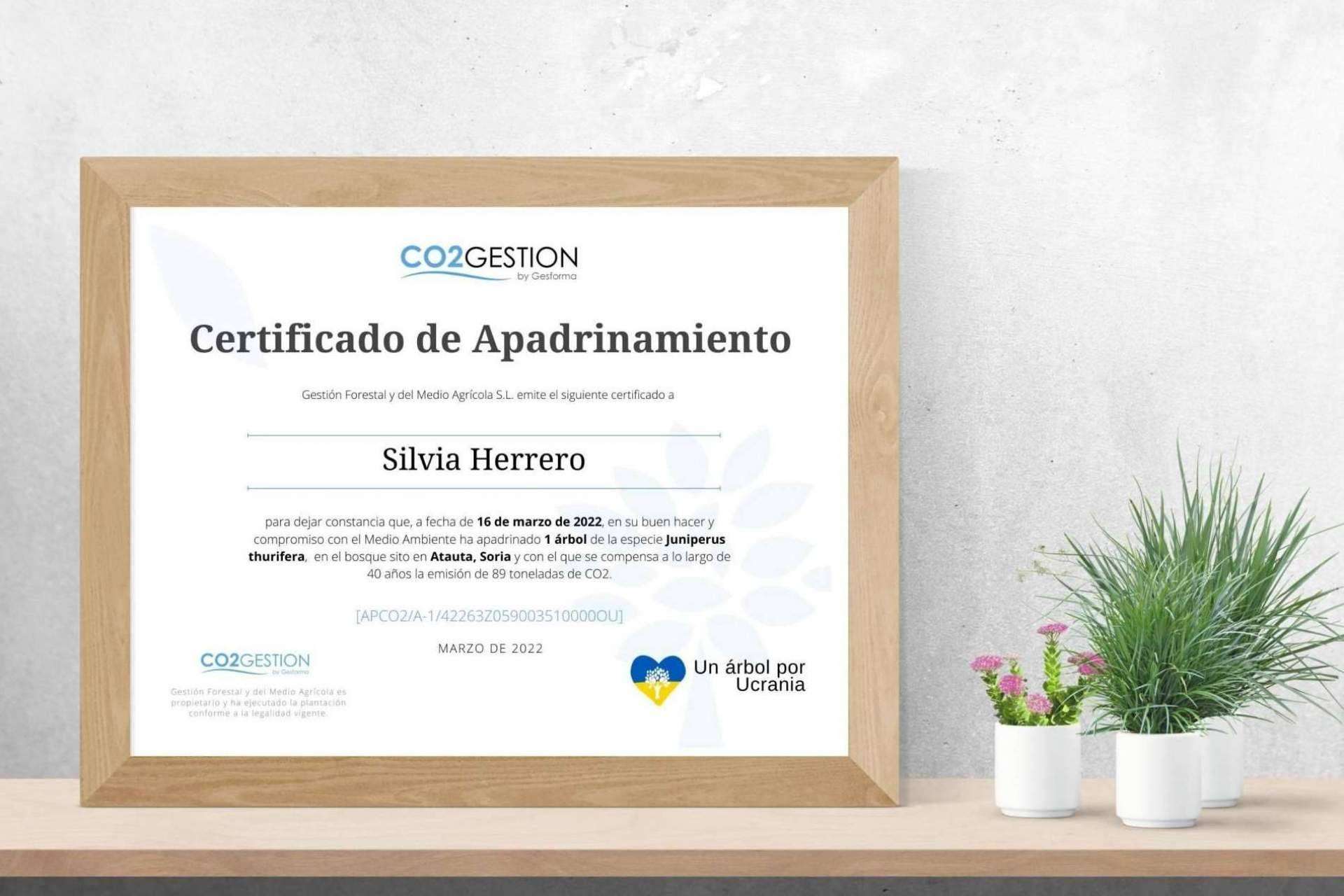 Regalar un árbol para conservar el medioambiente, una idea sostenible y original para las ocasiones especiales