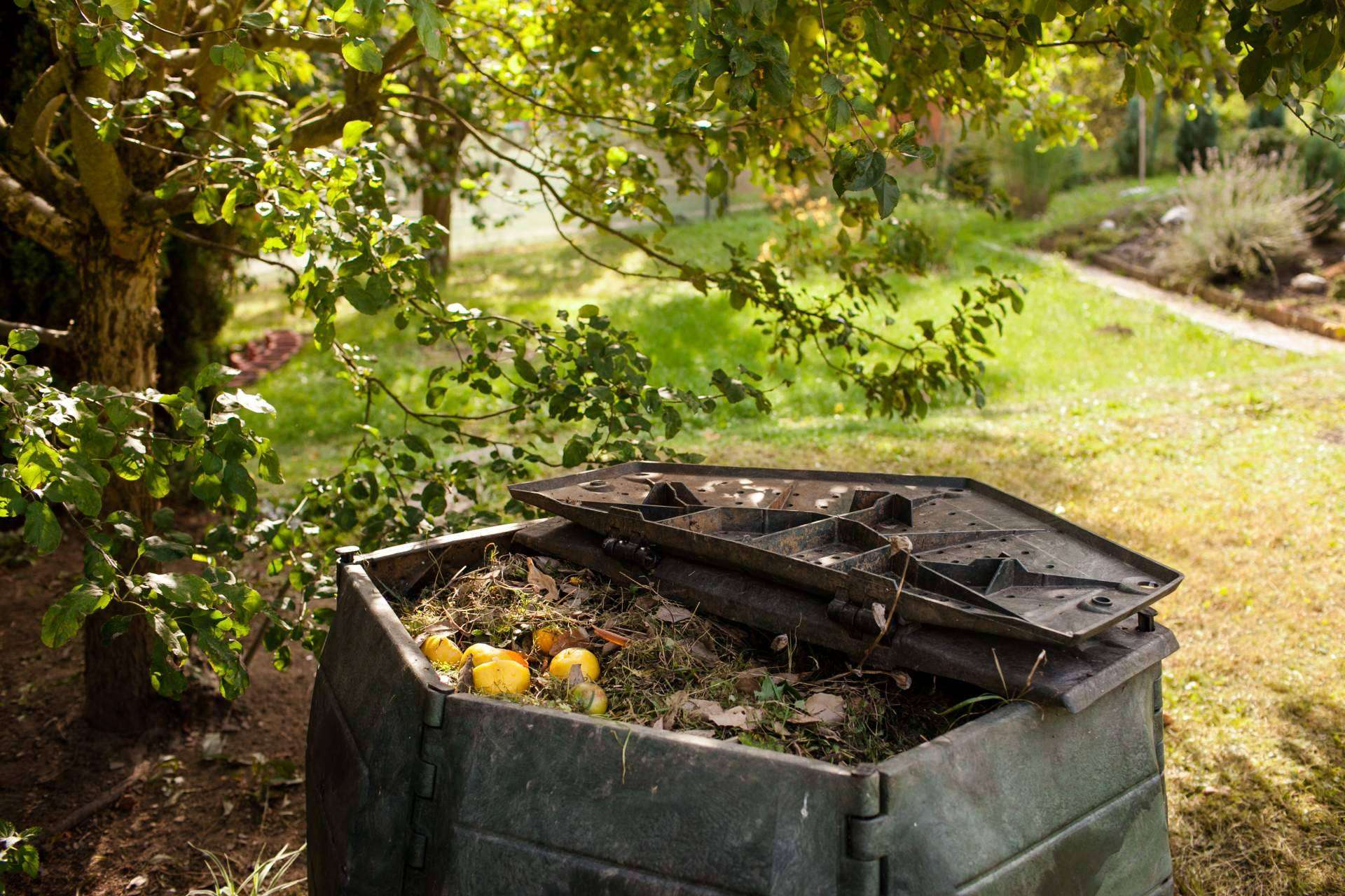 ¿Cómo ayudar al medioambiente desde el jardín del hogar?