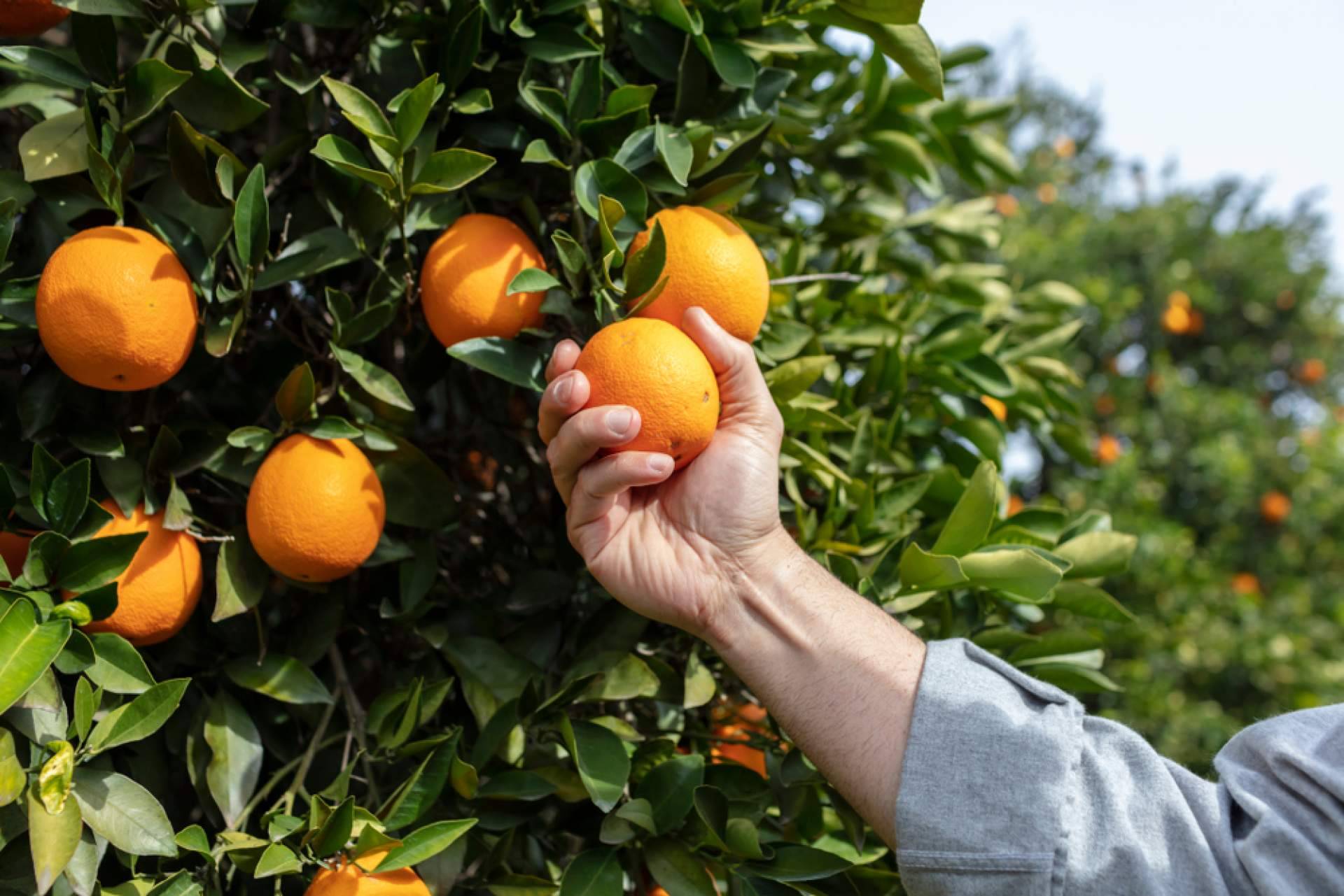 Comprar naranjas online baratas en menos de 24 horas, en Sabor a Naranjas