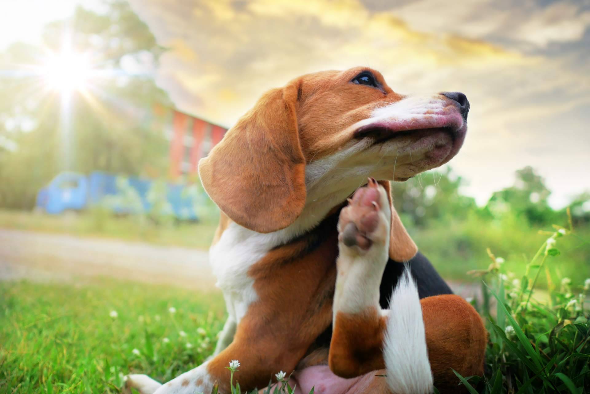 Cachorros del Valle, un centro especializado en la atención de los parásitos en perros