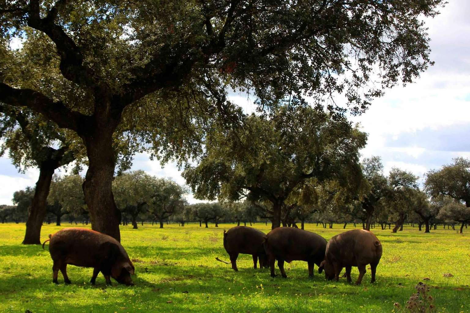 La carne de ibérico saludable de la dehesa, ácido oleico y salud cardiovascular de País de Quercus