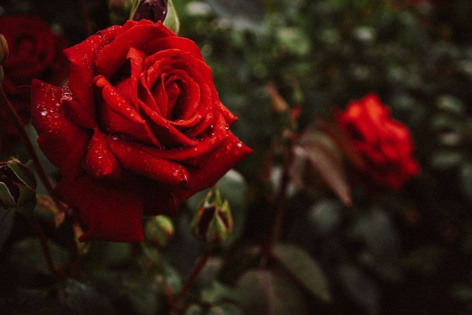 Ha llegado el momento de parar y oler las rosas con el Protocolo Zeloni Magelli