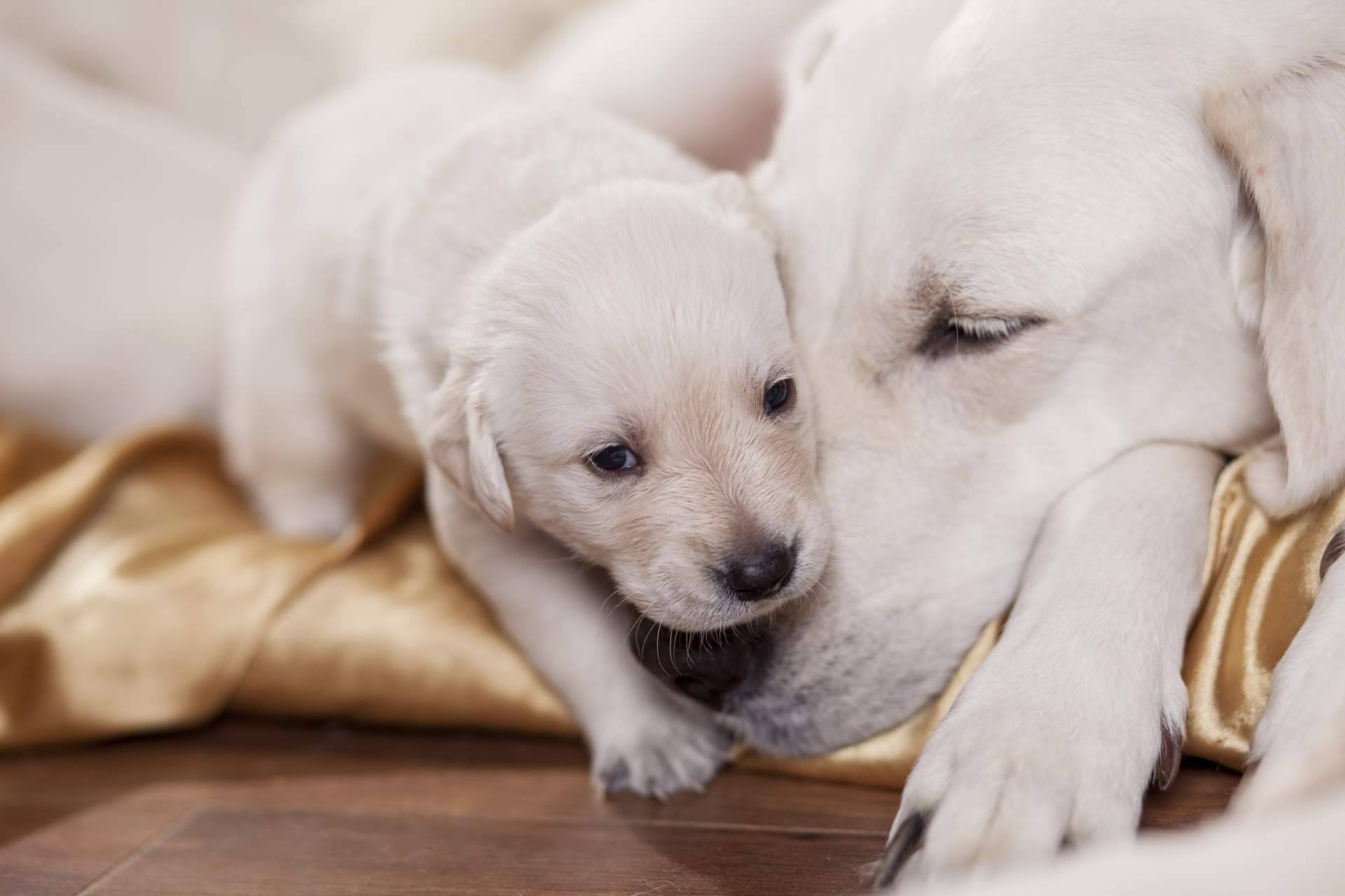 Cachorros del Valle explica qué es el pedigree y para qué sirve