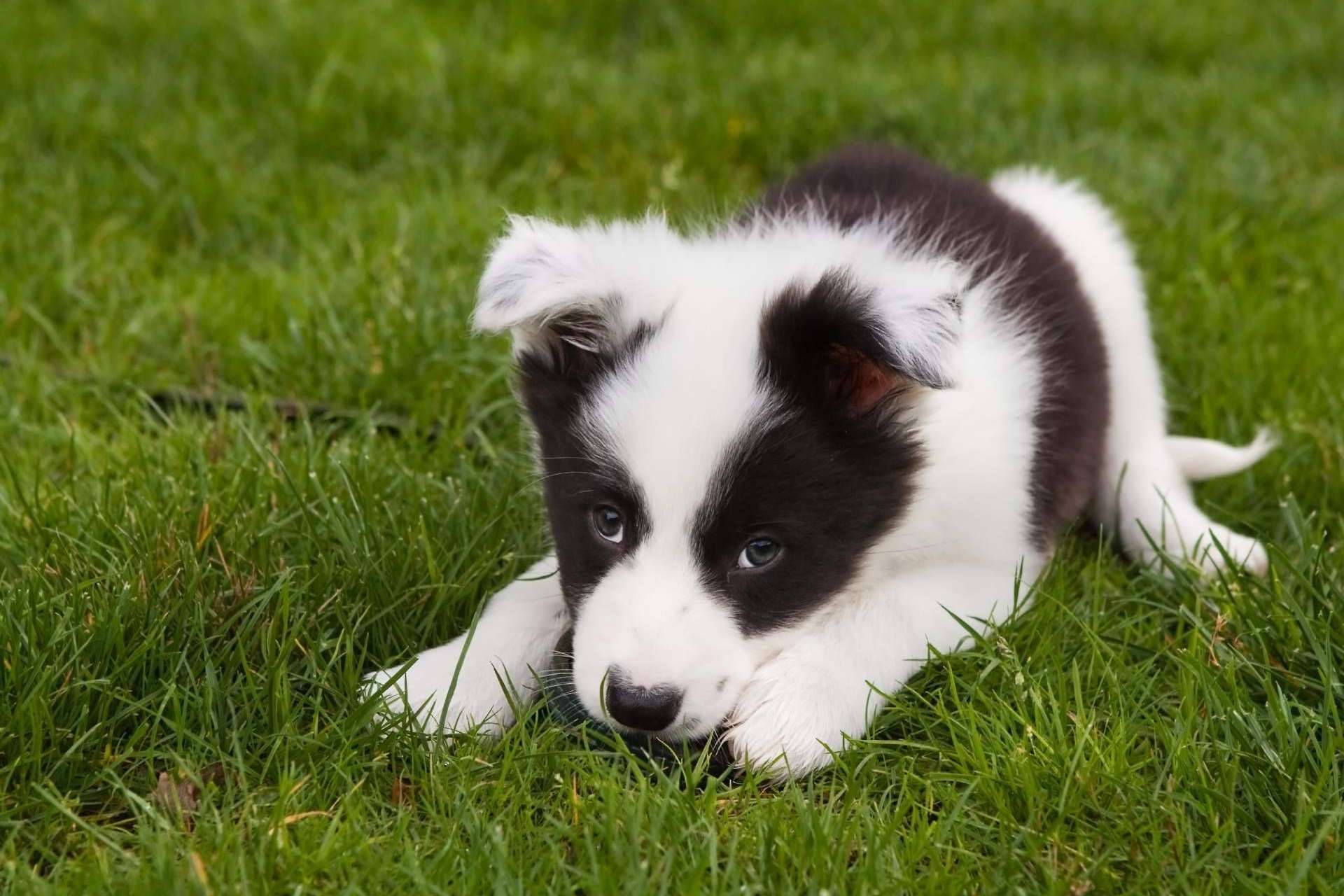 Tienda Cachorro recalca la importancia de adquirir un cachorro sano en un lugar de confianza y con años de experiencia