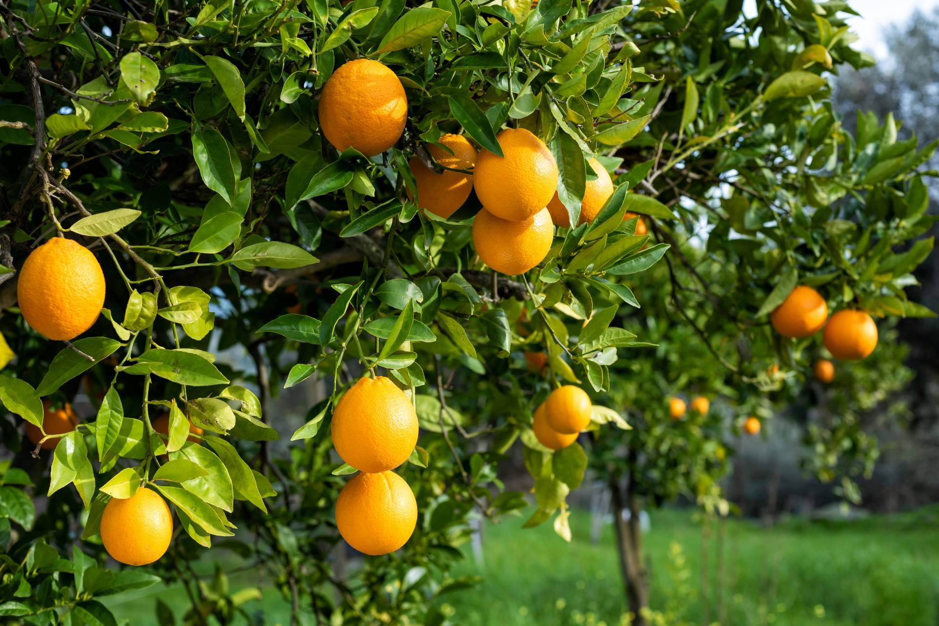 Sabor a Naranjas recomienda la naranja como un buen potenciador del bronceado natural para el verano