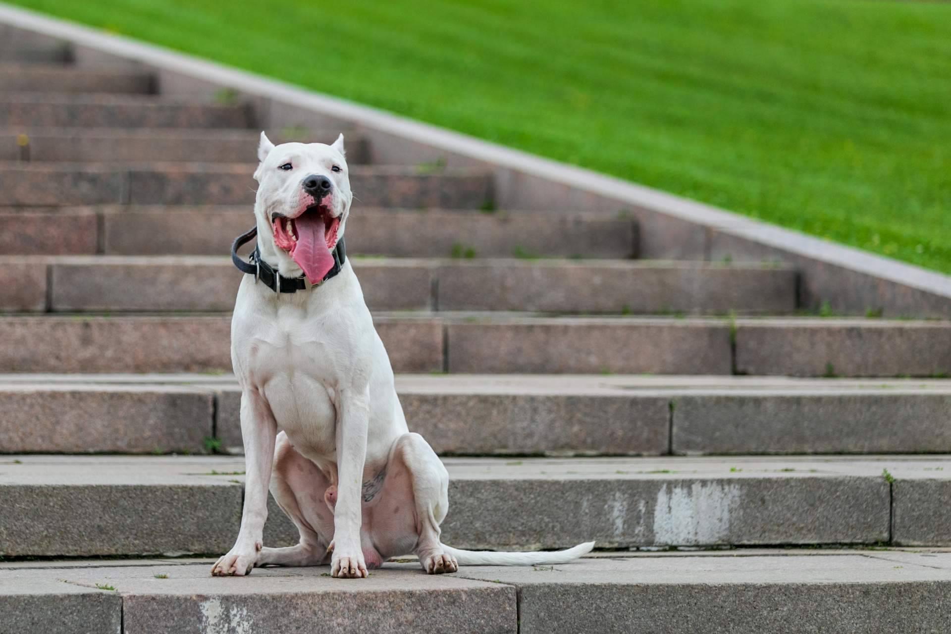 Para tener perros potencialmente peligrosos, la evaluación psicofísica es obligatoria