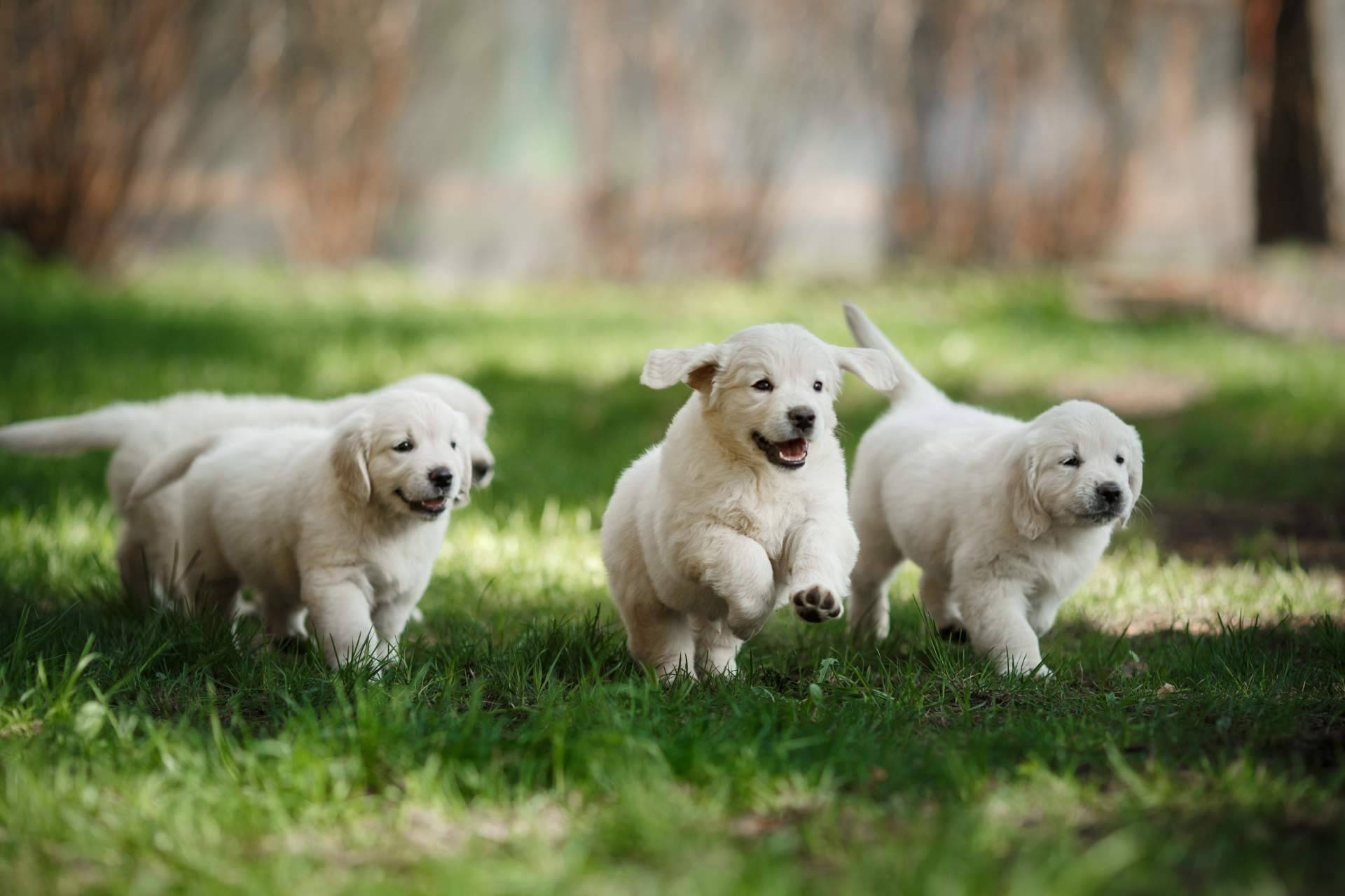 La importancia de adquirir un cachorro sano es responsabilidad de las personas, por Tienda Cachorro