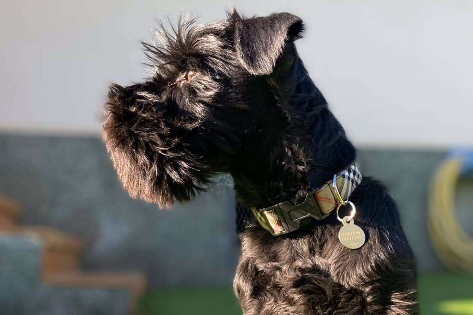 ¿Cuál es el collar perro ideal?, según Izaladog