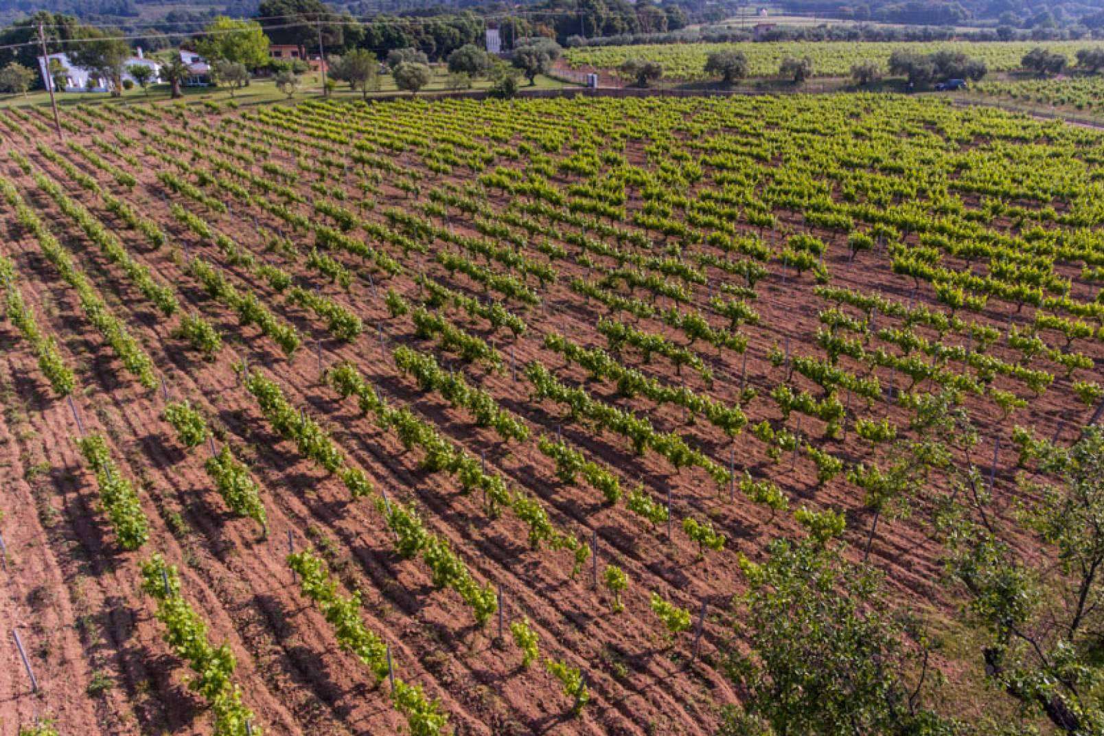 Enoturismo en Cataluña, las rutas que ha desarrollado Viníric