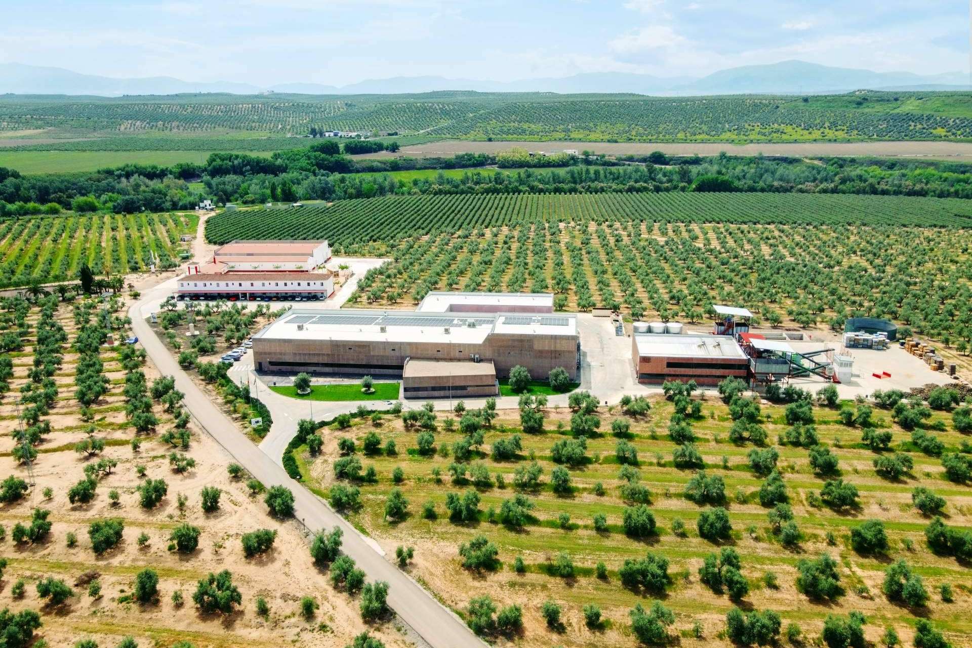 Calidad en aceites de oliva virgen extra de la mano de Aires de Jaén