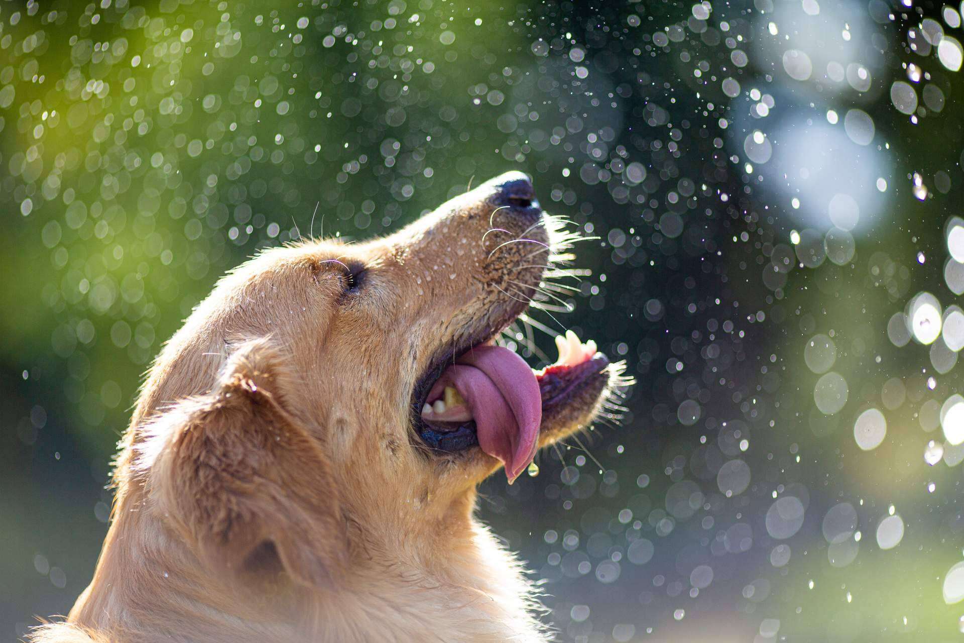 La Asociación Española de Perros de Apoyo explica cómo evitar un golpe de calor en los perros