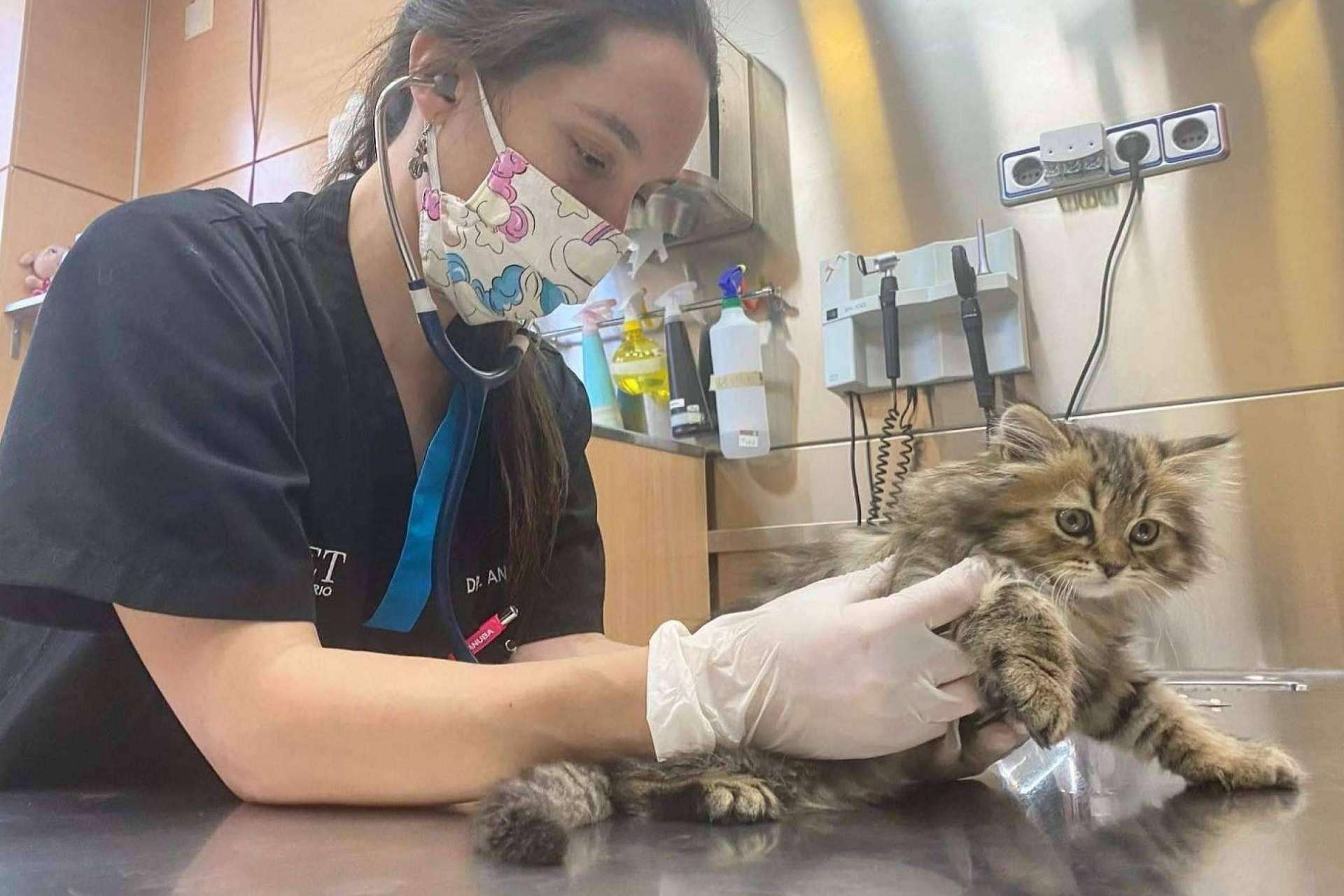 ¿Cómo prevenir el síndrome del gato paracaidista? Los consejos del Hospital Veterinario El Bosque