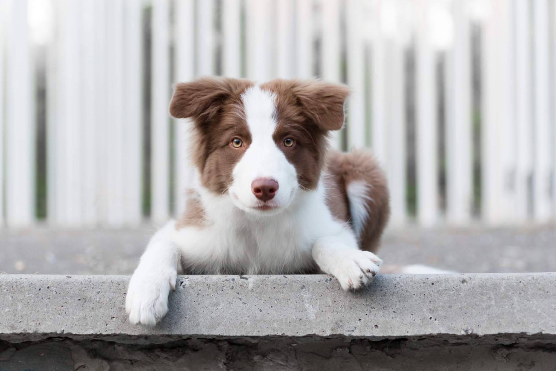 Todo lo que hay que saber sobre el cuidado de un cachorro, con tiendacachorro.es