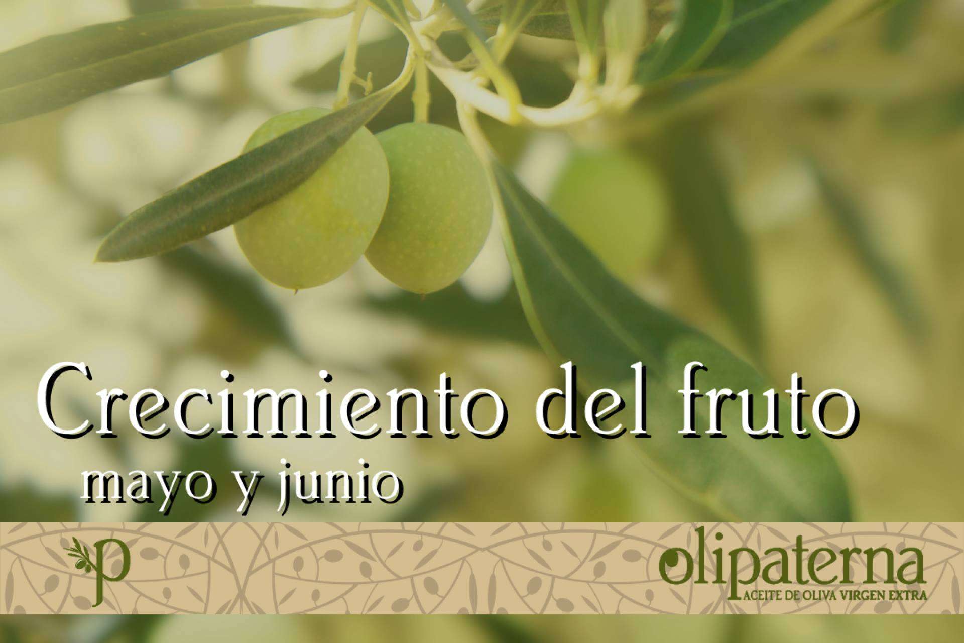 La participación de Olipaterna, empresa que elabora y comercializa AOVE, en la Feria Internacional Abanca Semana Verde