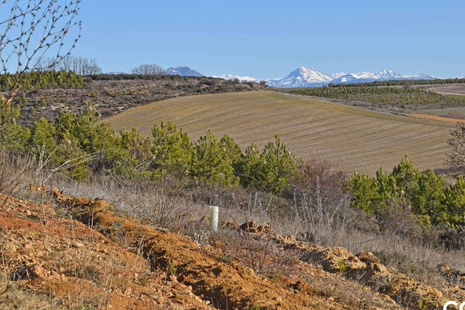 ¿Cuál es el papel de los bosques en la absorción del CO2?