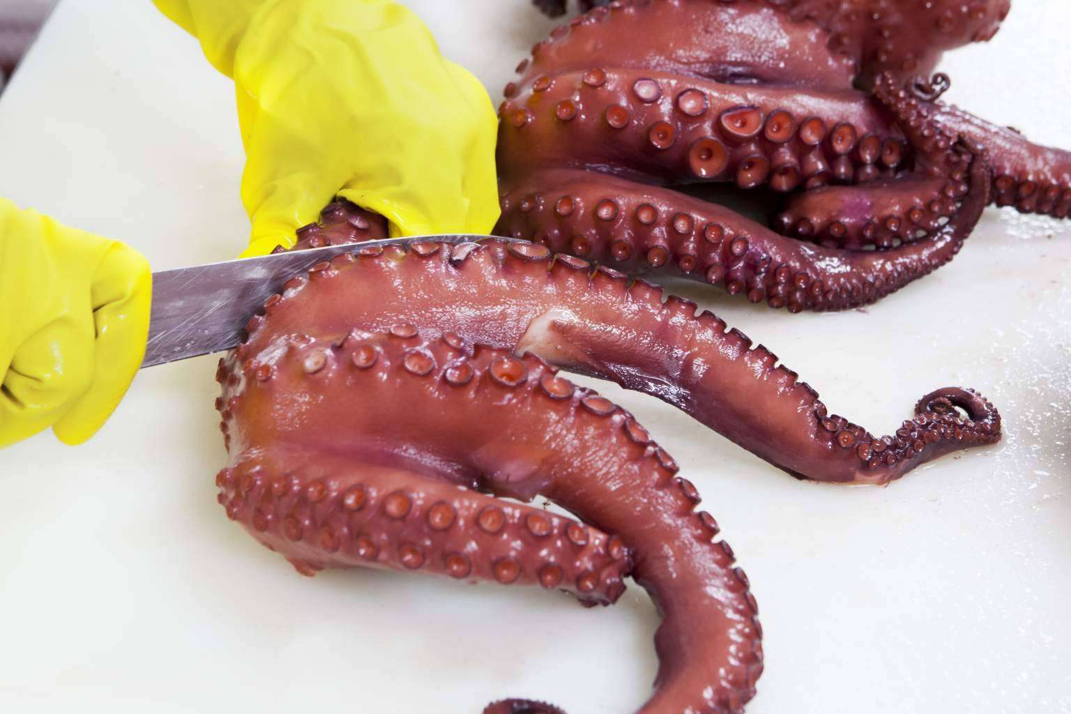 Comprar marisco congelado y de buena calidad a través de Mariscos Apolo