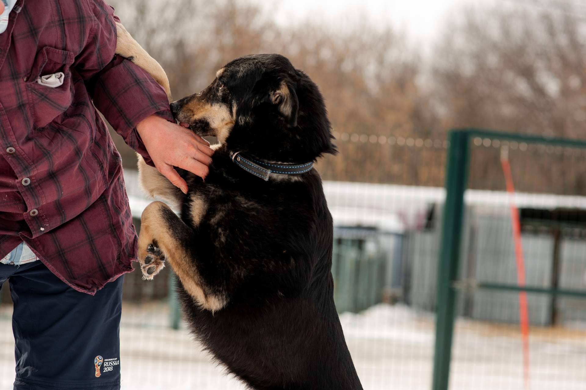 Cachorros Del Valle, el criadero profesional que garantiza el máximo cuidado de sus mascotas