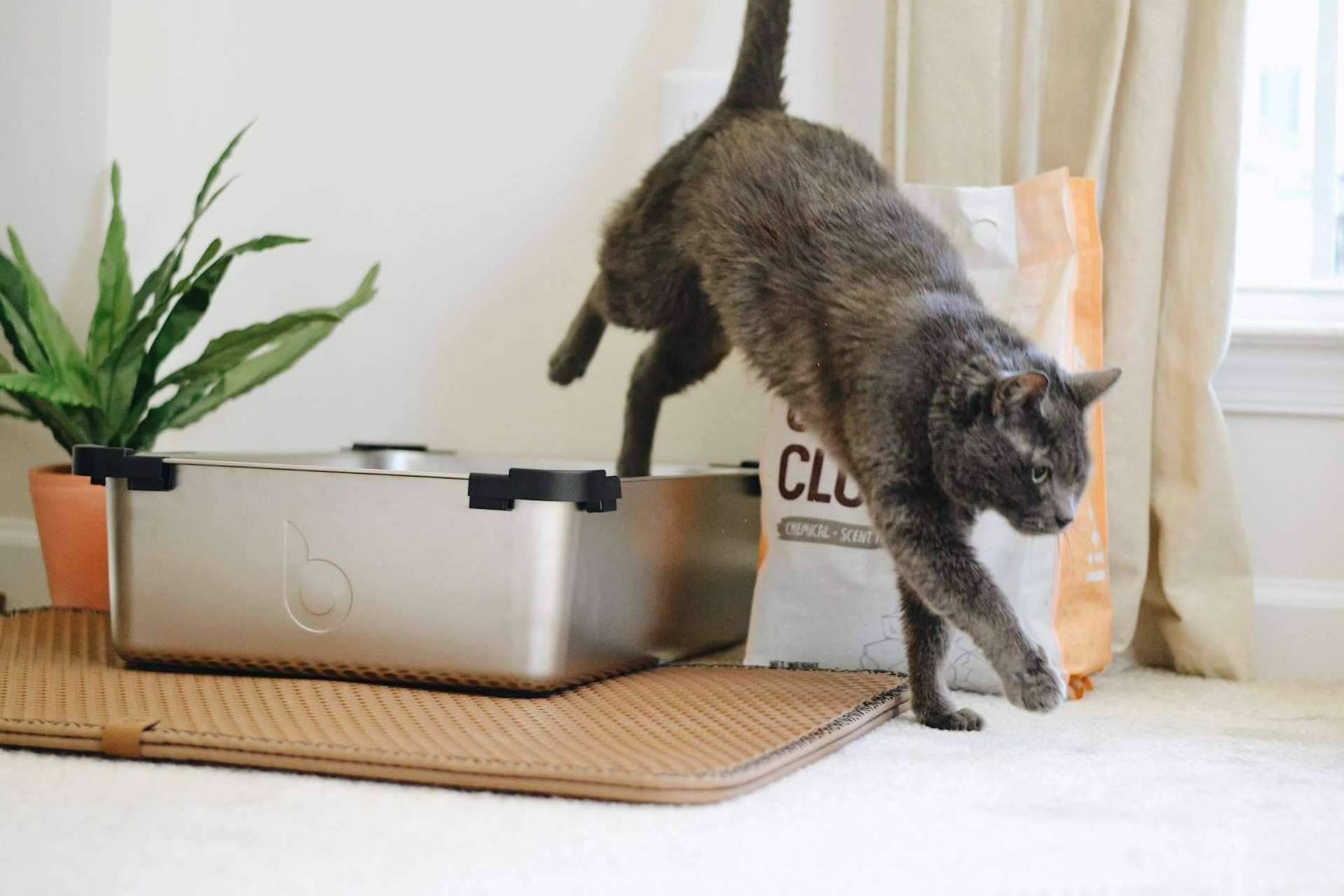 Los diferentes tipos de arena para gatos, por Miminino