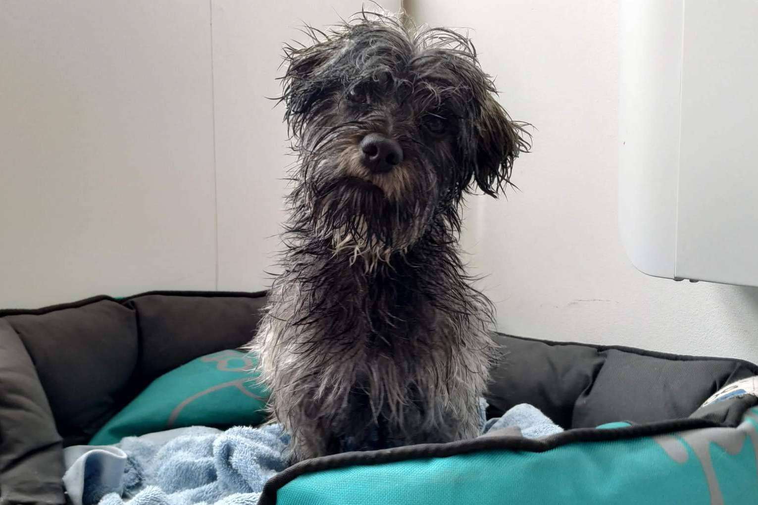 Asociación Española de Perros de Apoyo ayuda a tratar la ansiedad en perros por separación