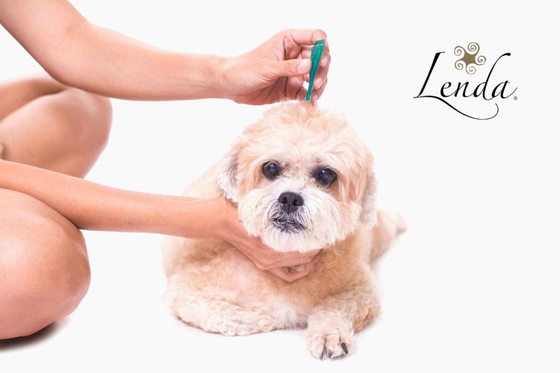 Prevenir parásitos externos perros en verano con Lenda