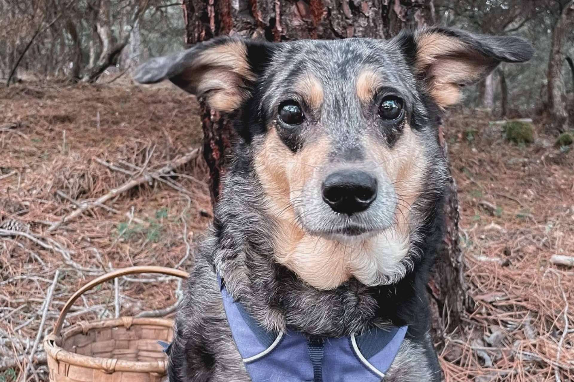 Ulises y Argos ofrece asesoramiento acerca de los perros reactivos