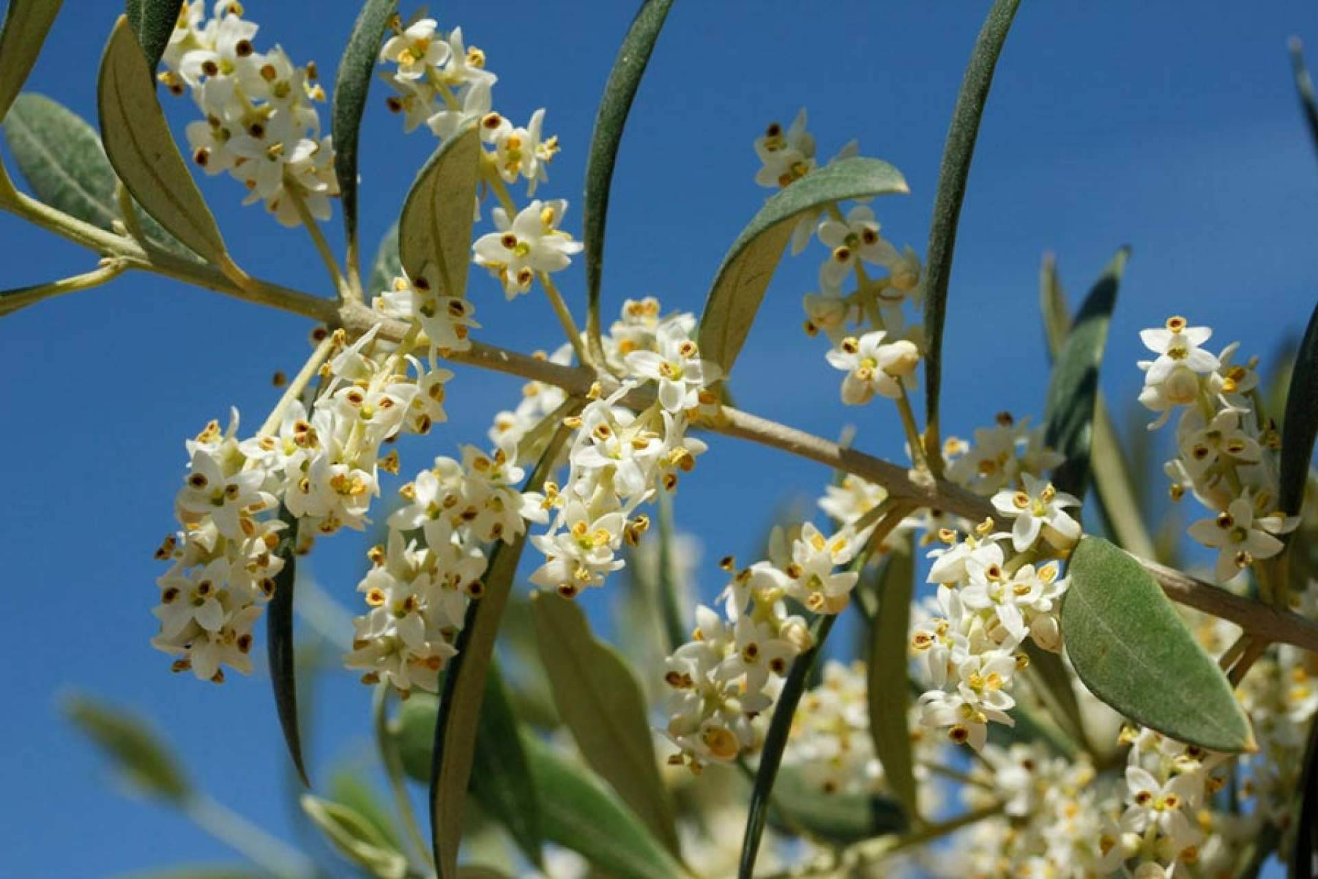 Acerca de la floración del olivo