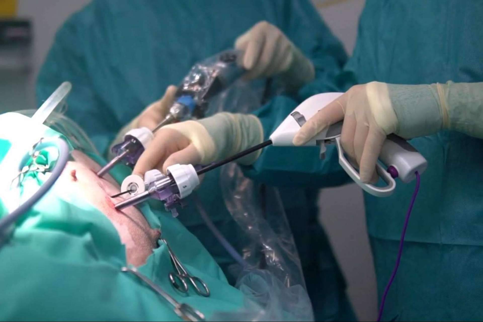 Hospital Privet ofrece excelencia en la esterilización por laparoscopia para mascotas