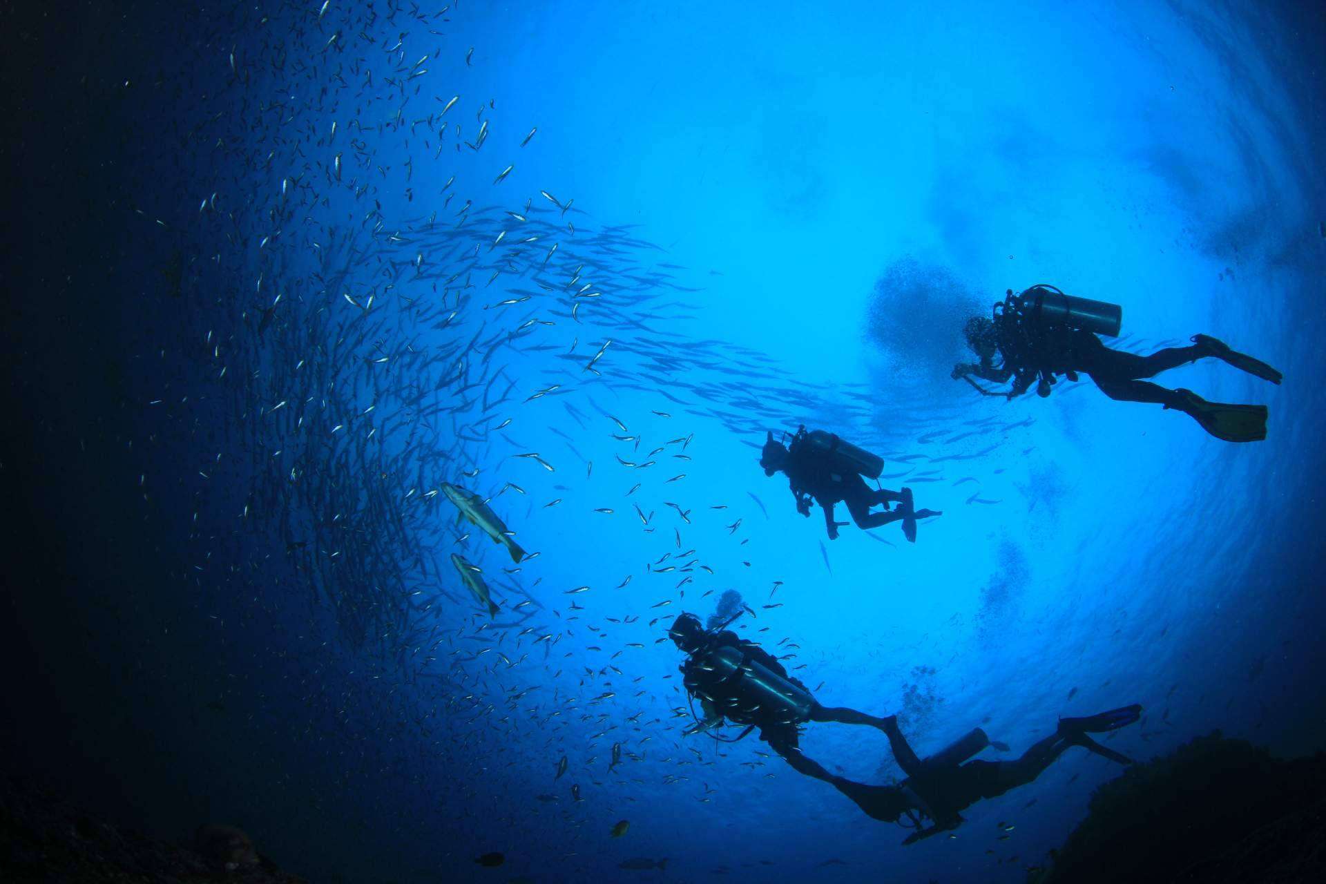 ¿Por qué el buceo en Koh Tao se ha convertido en una tendencia?, por Nitro Koh Tao