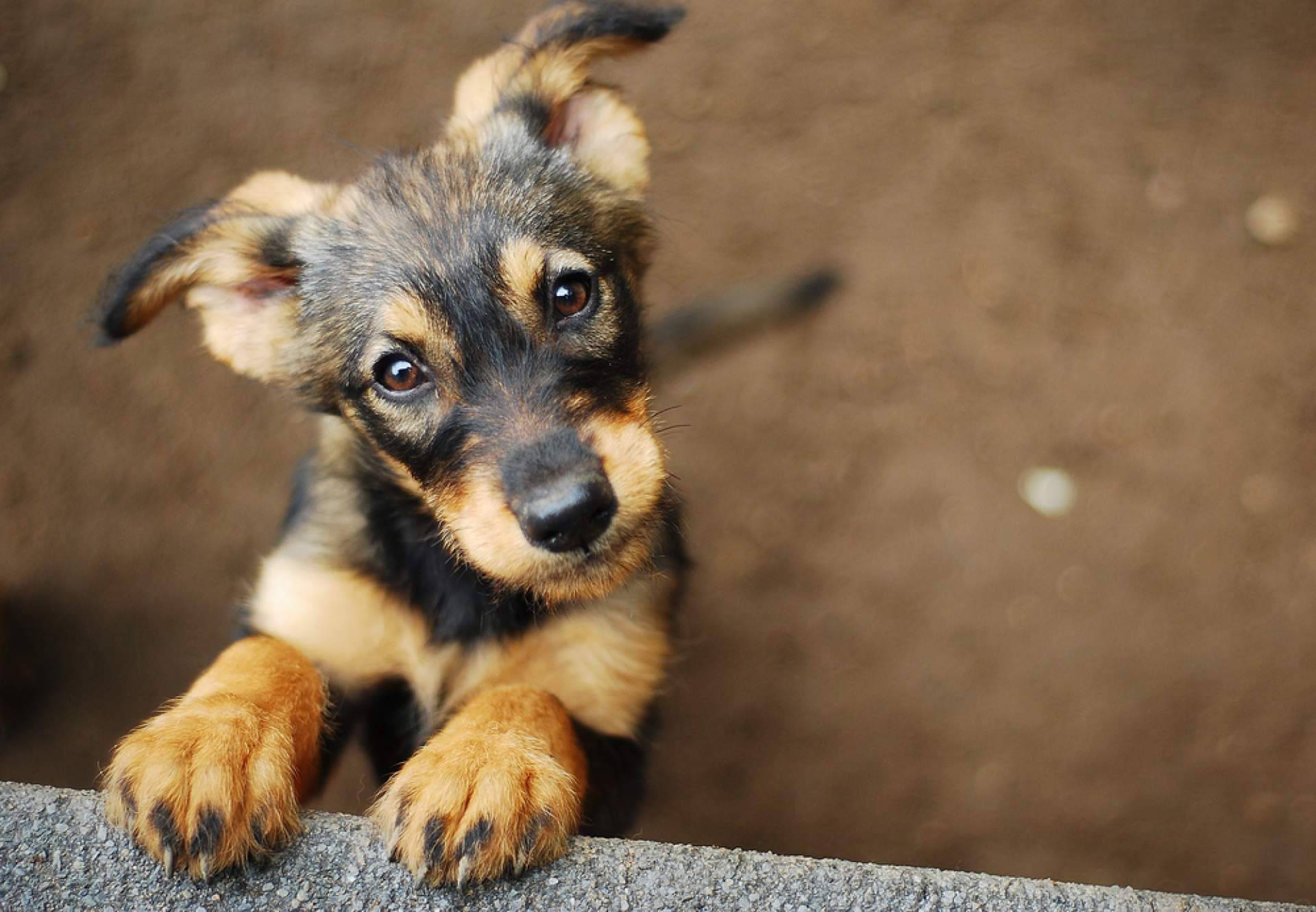 PERROBUENO, la guardería canina que da importancia al bienestar, la salud y la comunicación social de las mascotas
