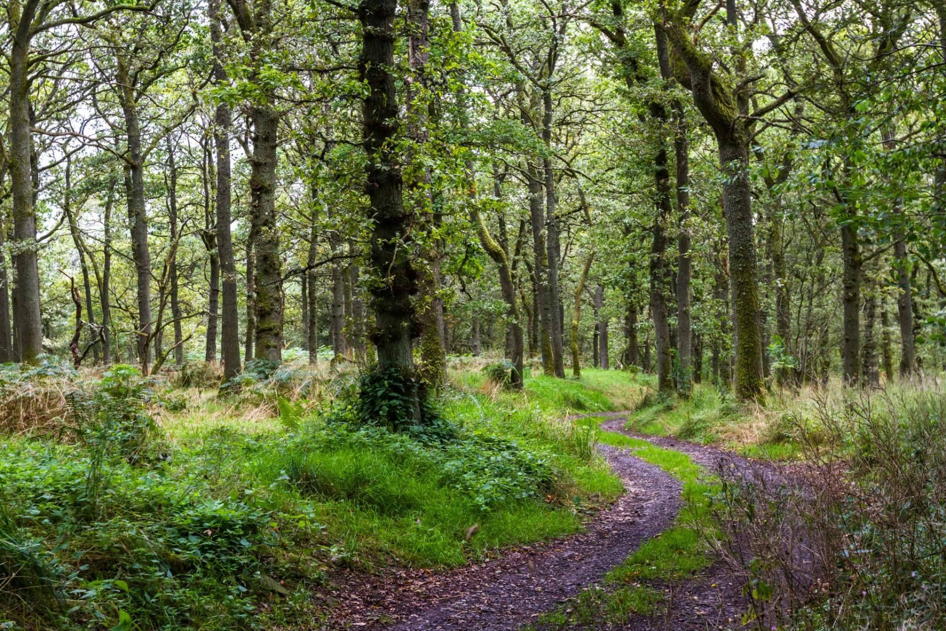 El programa de salud medioambiental de WellWo para crear conciencia de cómo cuidar el planeta